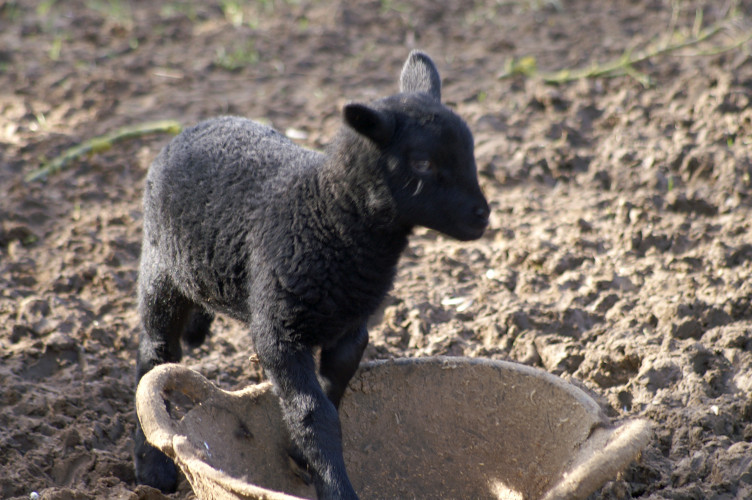 Another black lamb