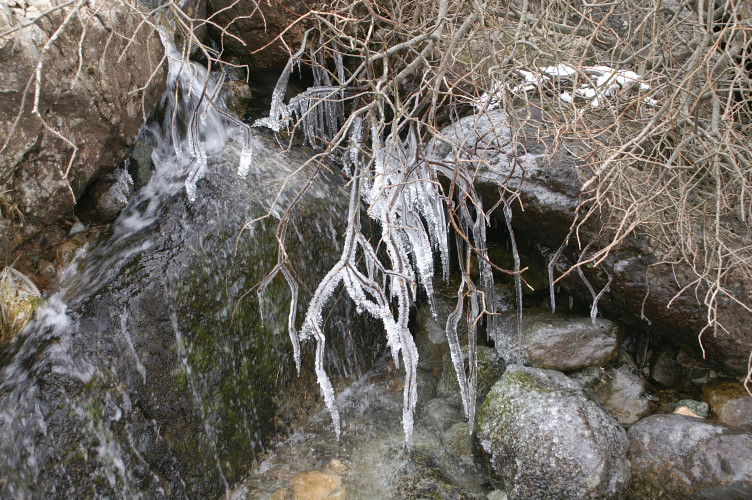 Tree branches encased in ice Tree branches encased in ice