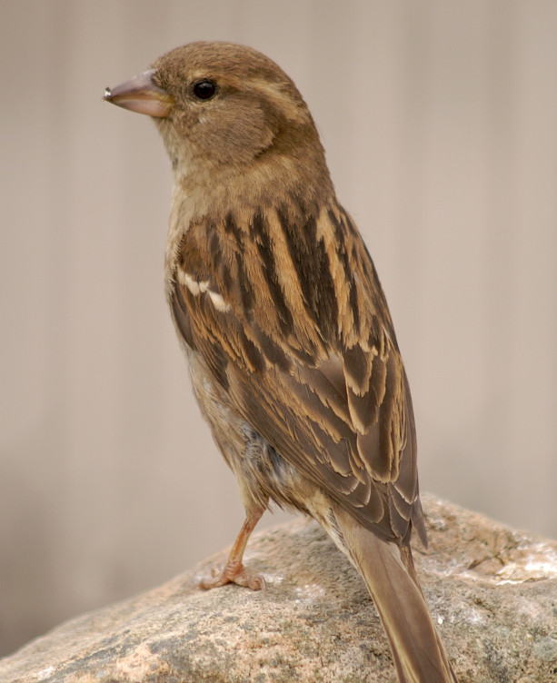 Sparrow