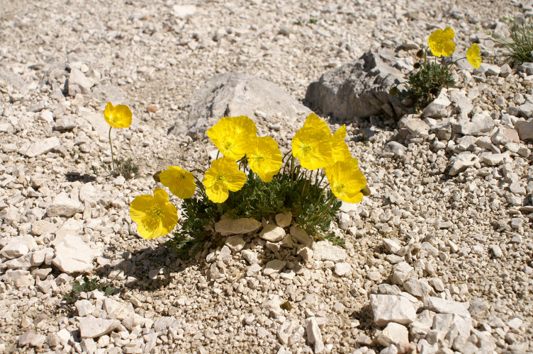Flowers growing out of the scree slope
