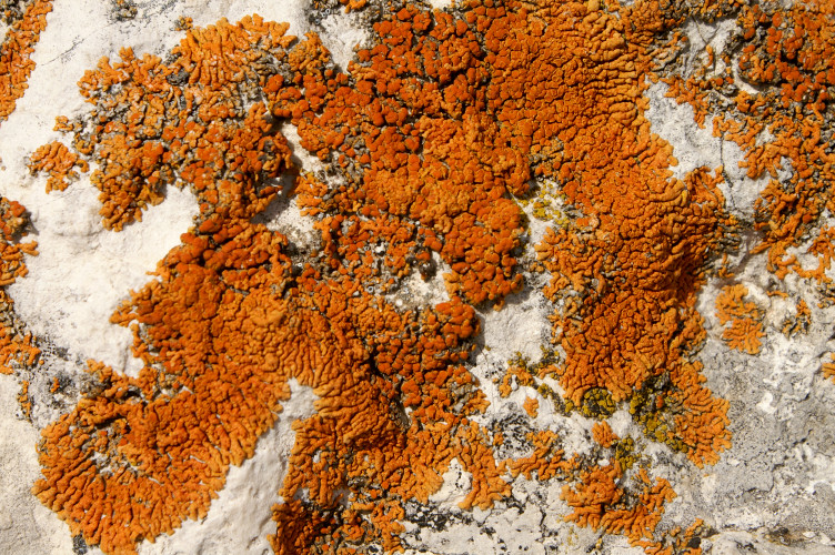 Lichen on the rocks