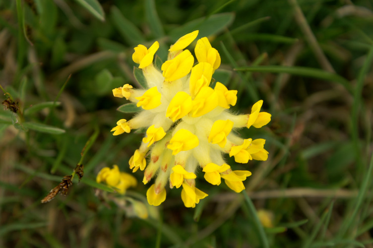 Pretty yellow flowers