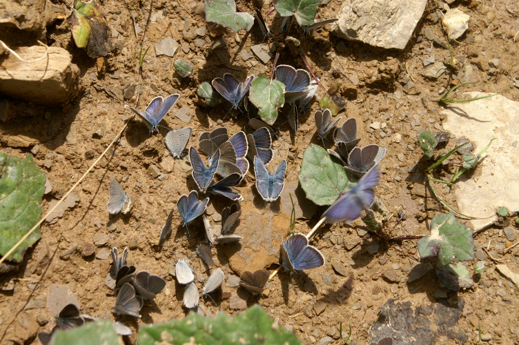 Lots of blue butterflies
