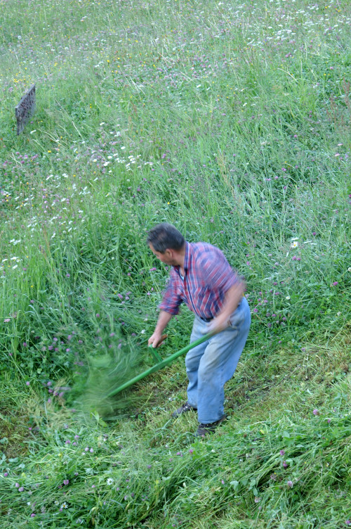 Mowing the meadow with a scythe