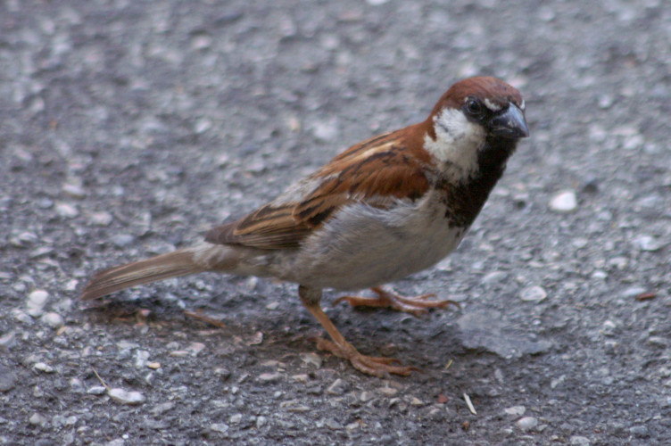 Sparrow
