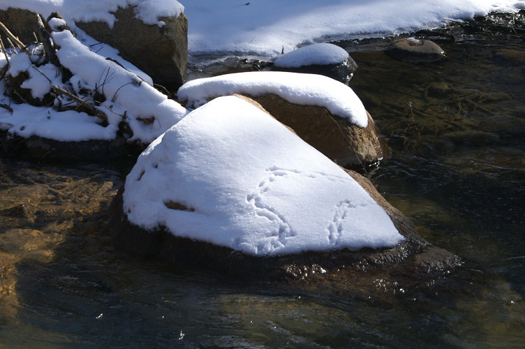 Tracks in the snow