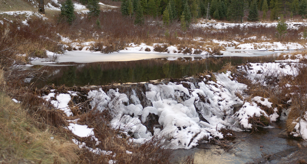 A beaver dam