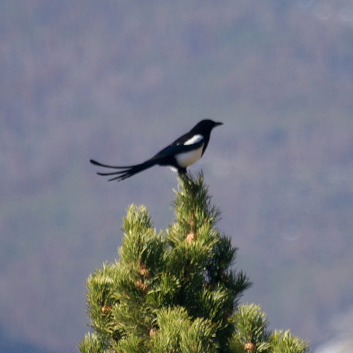 A magpie
