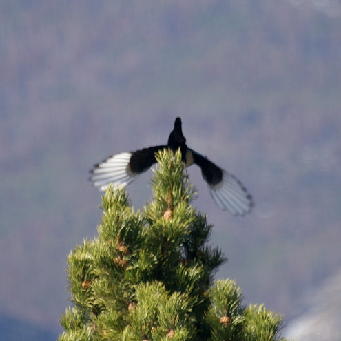 Magpie taking off