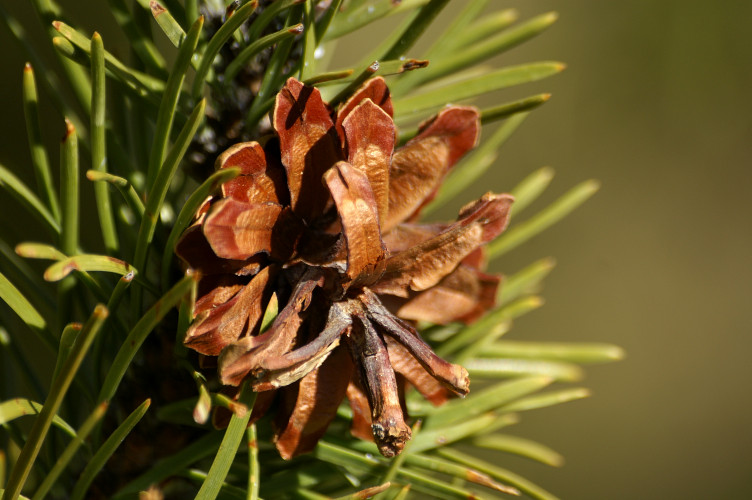 Pine cone