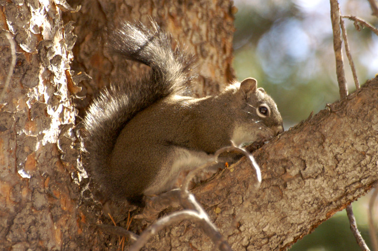 A squirrel
