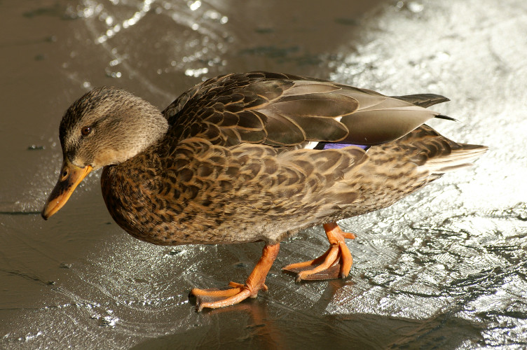 Duck on ice